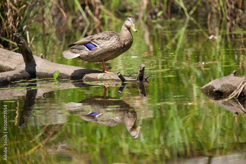 Fototapeta premium female mallard duck 