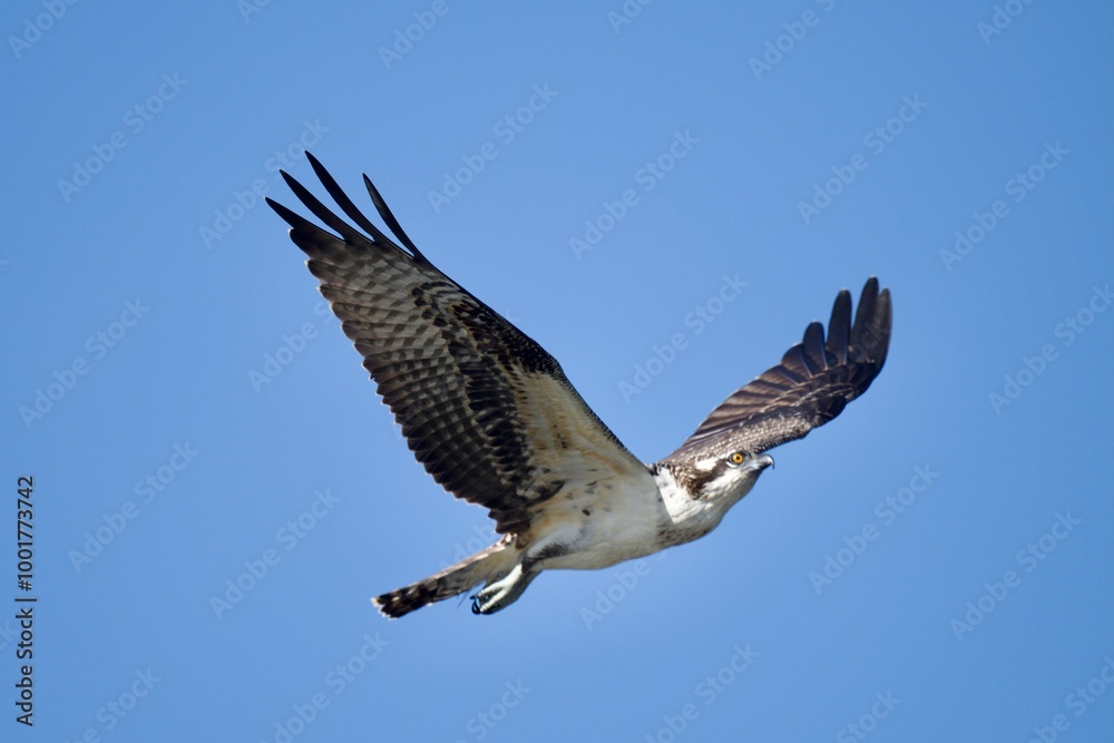 Obraz premium Osprey