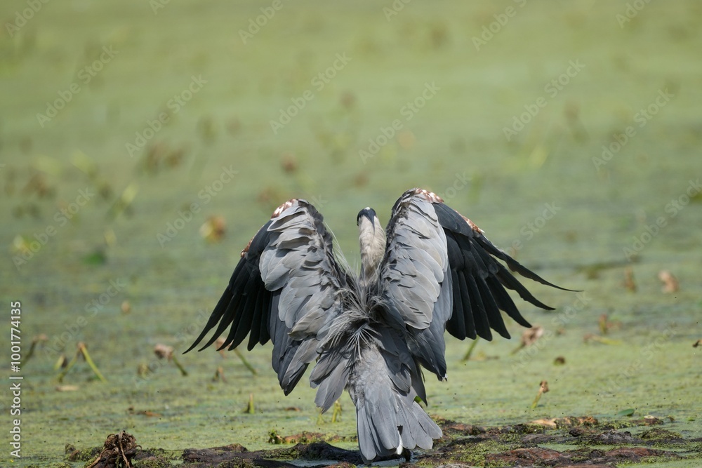 Fototapeta premium Great Blue Heron on pond