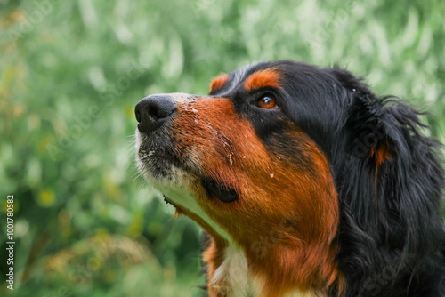 Portrait of huge Bernese breed dog with dark fur and brown and white spots. Green grass background out of focus. Strong pet. Adorable family member.