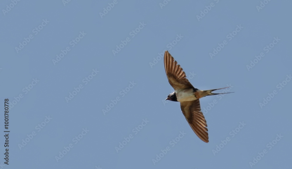 Fototapeta premium Barn swallow in flight (Hirundo rustica) birds of Montenegro