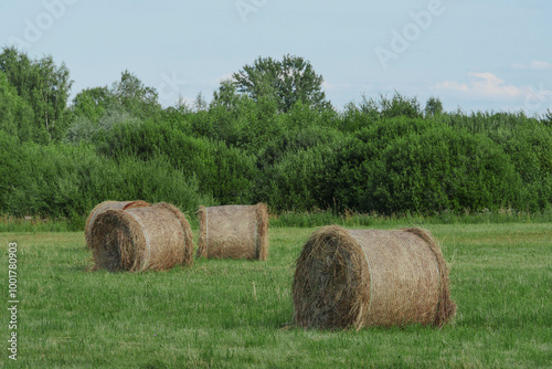 Filed with green grass and round bay of hey ready for wrapping and transportation to a storage for cold winter season. Calm and relaxing rural scene. Agriculture and farming industry.