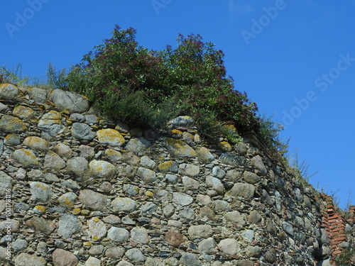 a shrub on the wall of the Shaaken castle in East Prussia photo