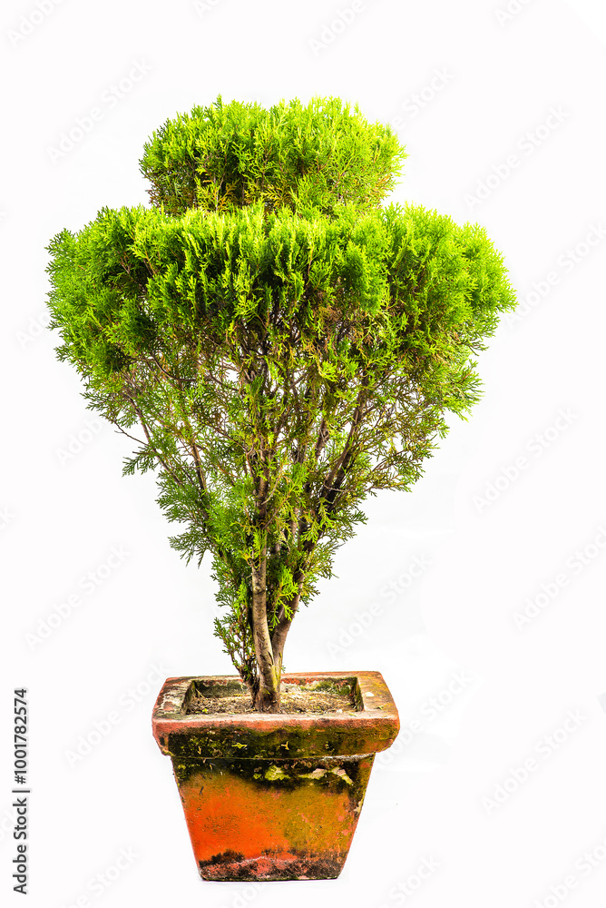 tree in pot on white background,bonsai tree with twisted branches and vibrant green leaves isolated on a white background tree in pot on white background,bonsai tree with twisted branches and vibrant green leaves isolated on a white background