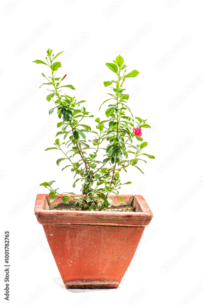 tree in pot on white background,bonsai tree with twisted branches and vibrant green leaves isolated on a white background tree in pot on white background,bonsai tree with twisted branches and vibrant green leaves isolated on a white background