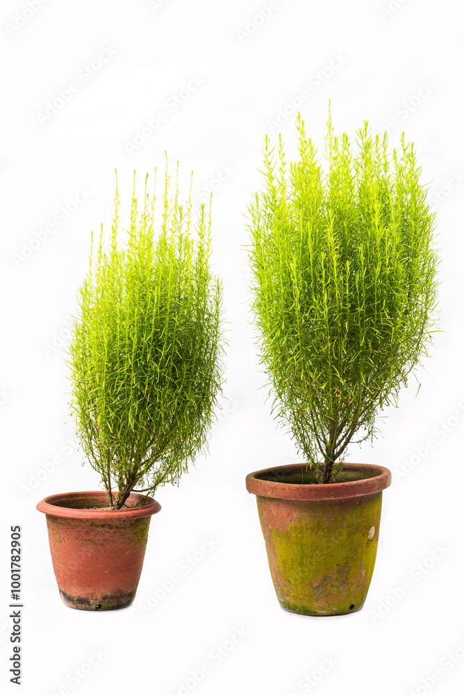 tree in pot on white background,bonsai tree with twisted branches and vibrant green leaves isolated on a white background tree in pot on white background,bonsai tree with twisted branches and vibrant green leaves isolated on a white background