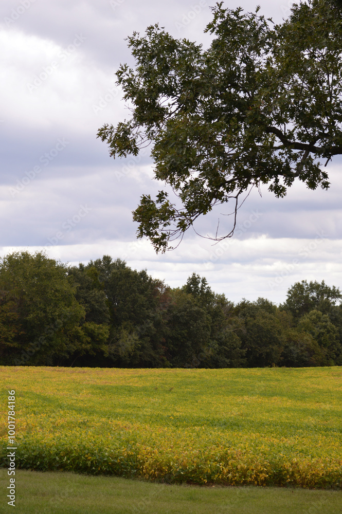 Obraz premium trees in the field