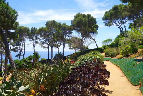 Photography cactus species, pines and succulents in the botanical garden Jardins de Cap Roig