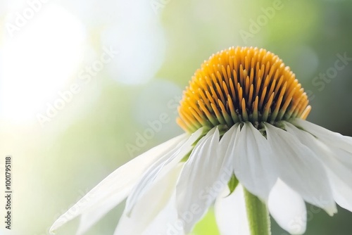 A close-up of the flowers of the giant white fawn lily (Erythronium oregonum), Washington State, USA photo