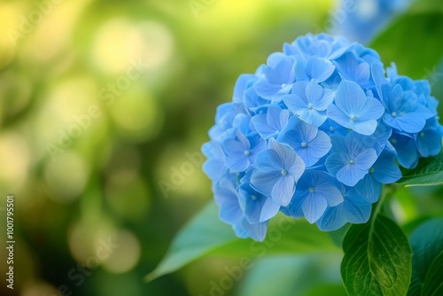 Brusque blue mophead hydrangea flowers, Hydrangea macrophylla; Brewster, Cape Cod, Massachusetts.