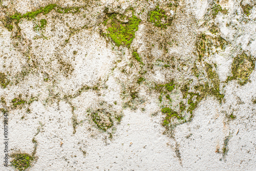 Canvas-taulu Detailed close-up of moss and lichen thriving on a weathered wall, floor, and rock, revealing natural textures with earthy green tones