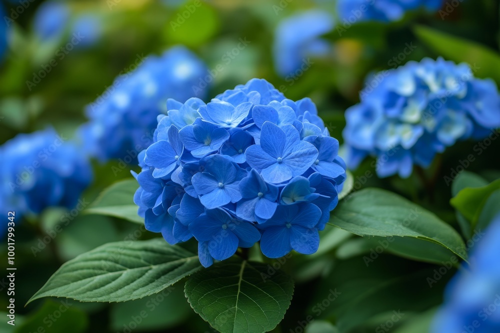Leaves and flowers of mophead hydrangeas, Hydrangea macrophylla, Brewster, Massachusetts. Leaves and flowers of mophead hydrangeas, Hydrangea macrophylla, Brewster, Massachusetts.