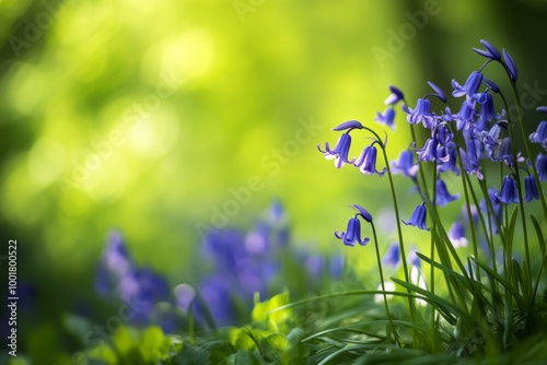 On a sunny day, blue flowers bloom outside