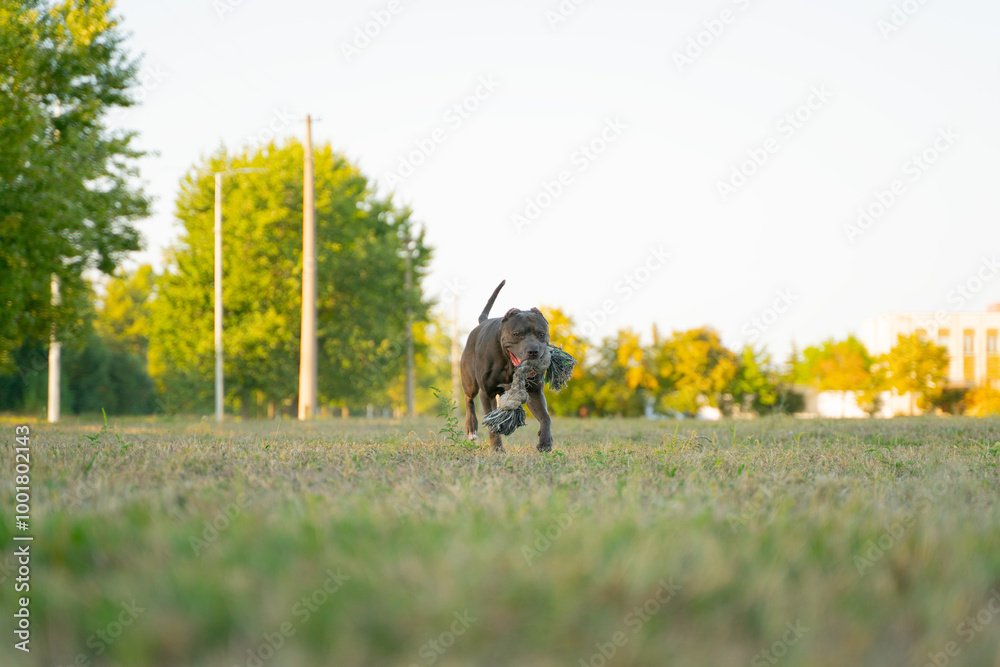 Portrait of running grey dog pitbull. Gray american pitbull terrier is playing with toy rope outdoor in park Portrait of running grey dog pitbull. Gray american pitbull terrier is playing with toy rope outdoor in park