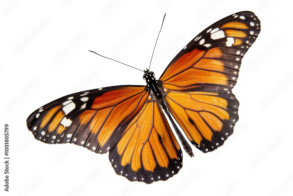 Fototapeta premium Transparent Monarch Butterfly Wings: A Study of Natural Beauty and Structure