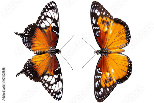 Transparent Butterfly Wings: A Symphony of Color and Pattern