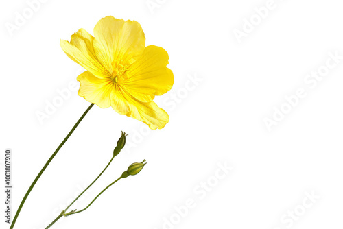 Wallpaper Mural Transparent Yellow Flower with Buds on a Black Background - A Study in Simplicity and Contrast Torontodigital.ca