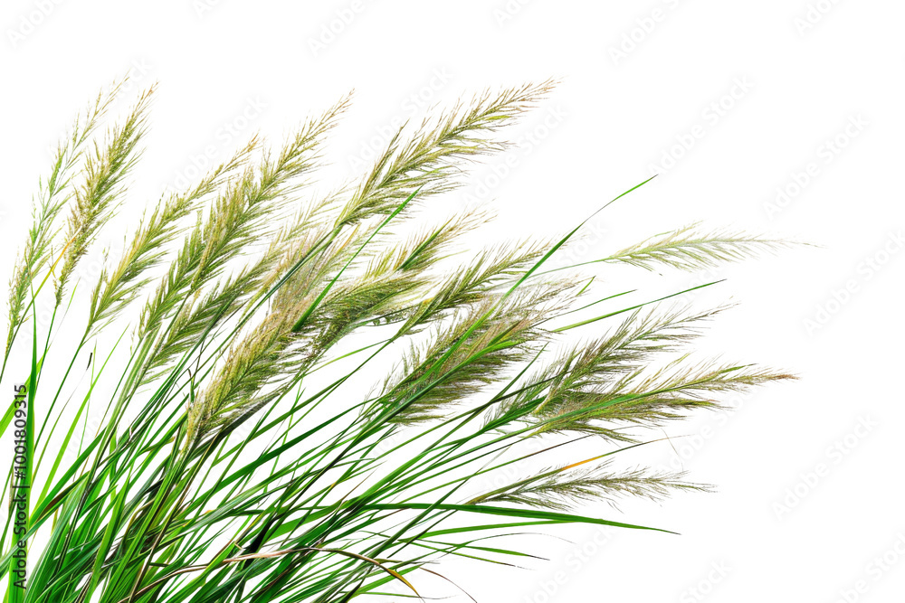 Transparent Green and White Grass Blades on a Black Background Transparent Green and White Grass Blades on a Black Background