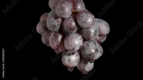 Ripe juicy bunch of grapes with rain drops on a black background. 