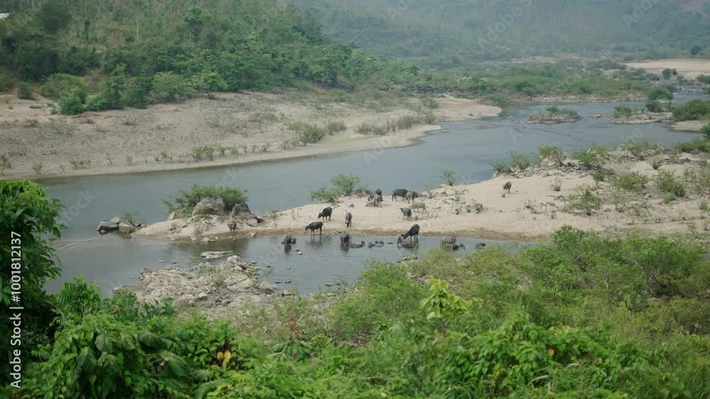 big river with little water where buffalos bathe and drink quietly in vietnam big river with little water where buffalos bathe and drink quietly in vietnam