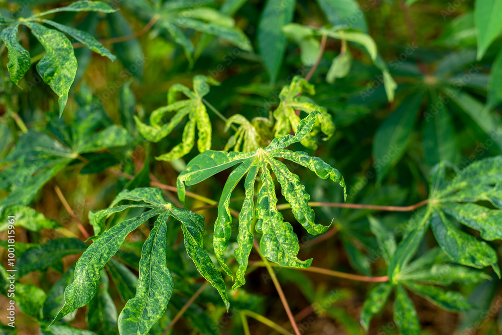 Cassava Mosaic Disease in the fields of farmer's in Thailand Cassava Mosaic Disease in the fields of farmer's in Thailand