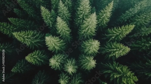 Lush Green Forest Canopy Aerial View