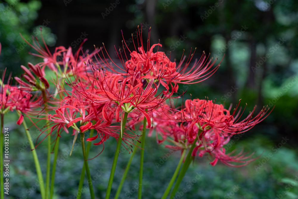 鎌倉249 妙法寺5 曼珠沙華 鎌倉249 妙法寺5 曼珠沙華