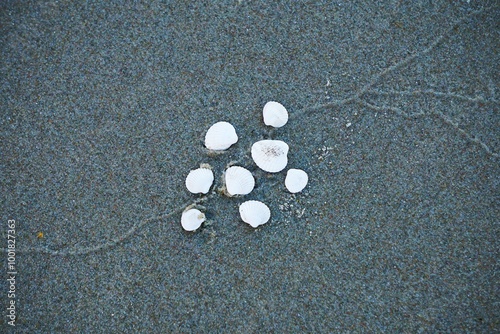 Drobne muszelki na plaży photo