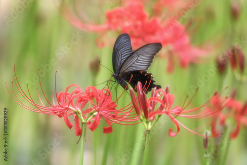 満開の曼殊沙華
 photo