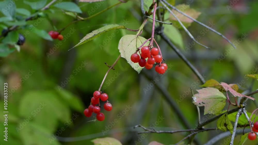 Autumn Leaves, Plants, and Wild Fruits in a Canadian Forest Autumn Leaves, Plants, and Wild Fruits in a Canadian Forest