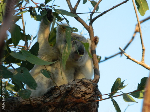 Photography Finding Koala bears on a hike