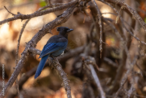 California Steller's Jay, Wildlife of California photo