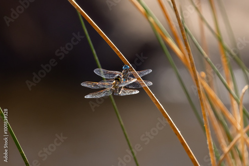 american bluet damselfly mating, natural reproduction of insects photo