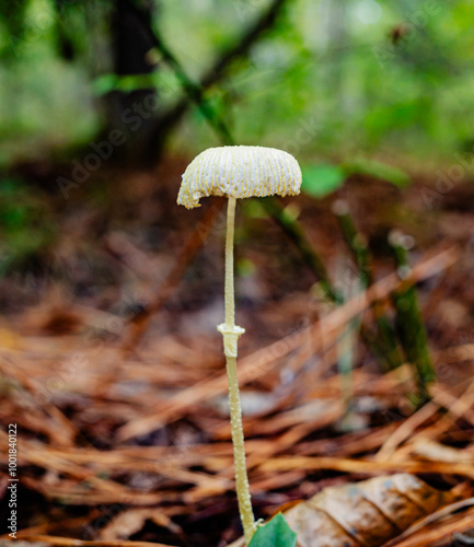 mushroom in the forest