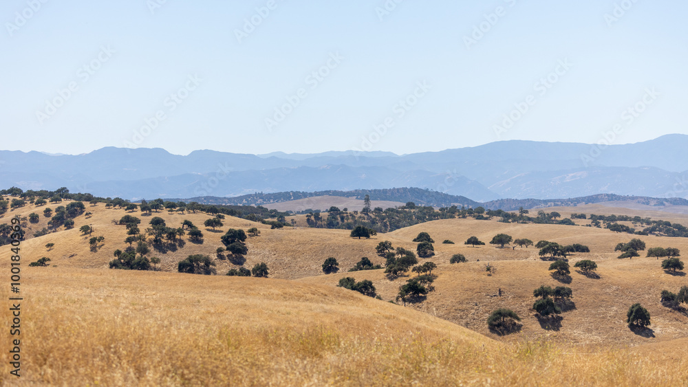California Oak Trees in Paicines California, Pinnacles, King City California Oak Trees in Paicines California, Pinnacles, King City