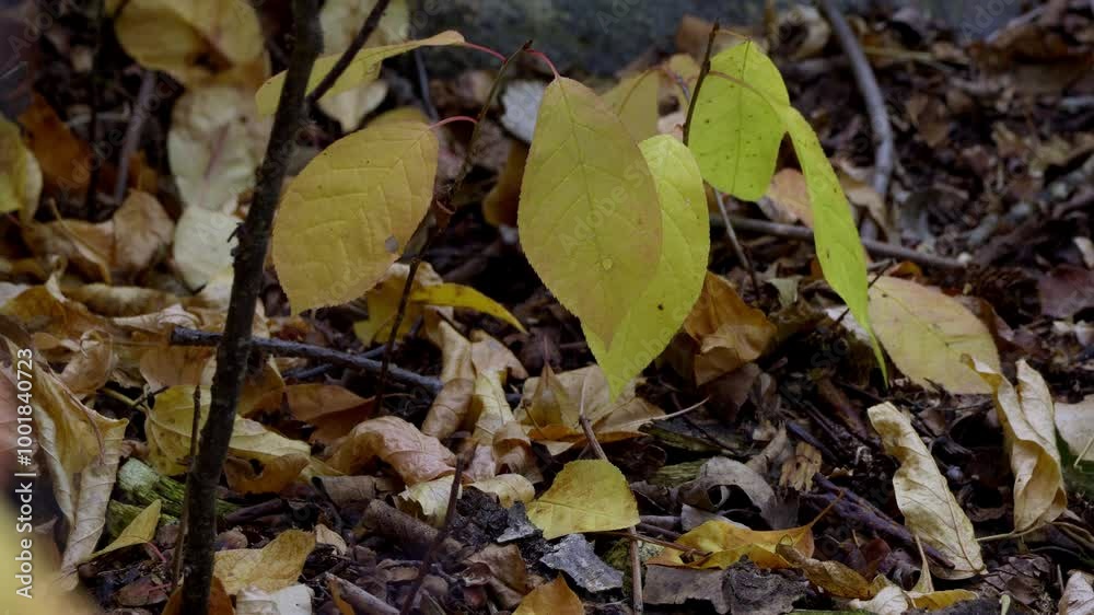 Autumn Leaves, Plants, and Wild Fruits in a Canadian Forest Autumn Leaves, Plants, and Wild Fruits in a Canadian Forest