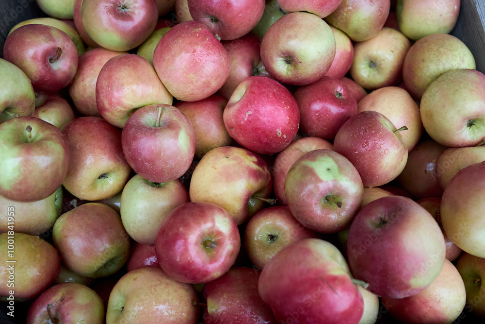 Autumn orchard cortlandt apples in a crate Autumn orchard cortlandt apples in a crate