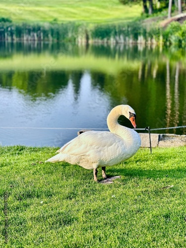 swan by a pond photo