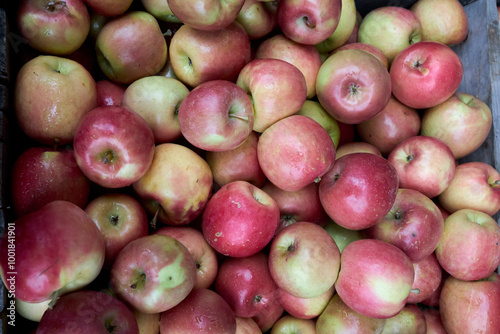 Autumn orchard cortlandt apples in a crate  photo