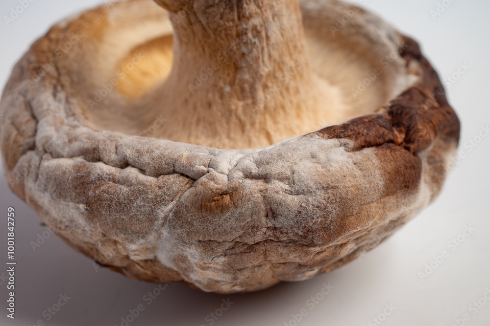 closeup photo of rotten mushroom with mold growth