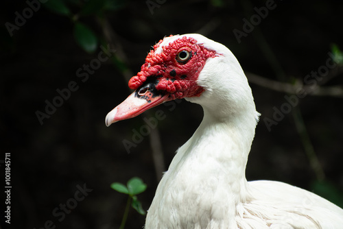 Red and white beautiful duck portrait