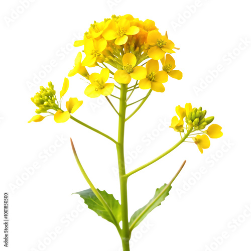 Sprig of fresh rapeseed isolated on white background as transparent. AI GENERATED