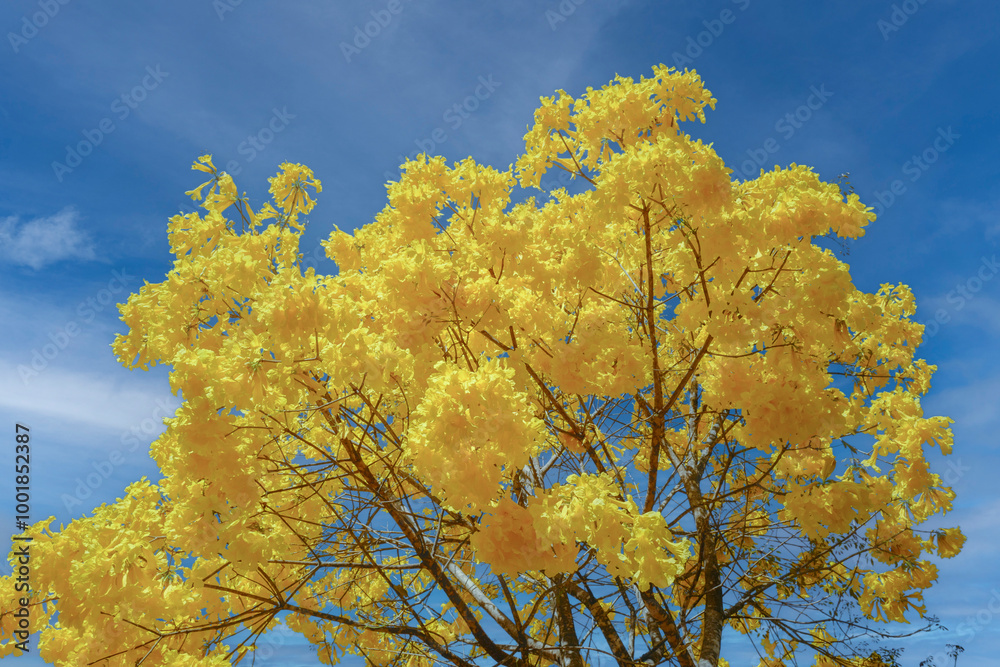 Yellow ipe tree, Tabebuia chrysantha, ipe-amarelo is National Tree in Brazil, is a native tree of the intertropical broadleaf deciduous forests of South America. Brasilia, Brazil. September of 2019. Yellow ipe tree, Tabebuia chrysantha, ipe-amarelo is National Tree in Brazil, is a native tree of the intertropical broadleaf deciduous forests of South America. Brasilia, Brazil. September of 2019.