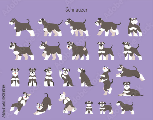 Collection of various actions, movements and poses of a cute schnauzer. Animal illustration in flat design style.