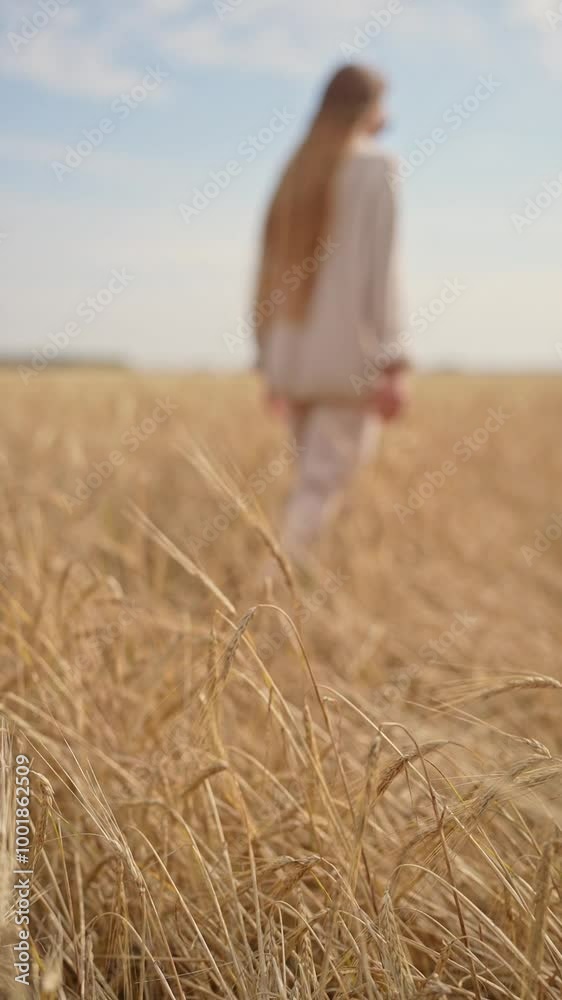 A Woman Strolling Gracefully Through a Beautiful Golden Wheat Field While Wearing a Soft Sweater and touches a spike of wheat A Woman Strolling Gracefully Through a Beautiful Golden Wheat Field While Wearing a Soft Sweater and touches a spike of wheat