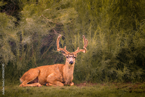 Mule Deer Odocoileus hermionus resting on the field photo