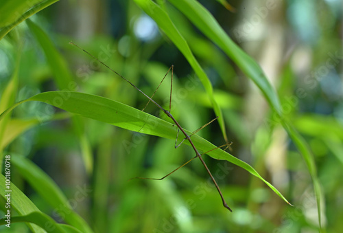 Stick insect / bug - Phasmatodea on a green leaf rare capture 