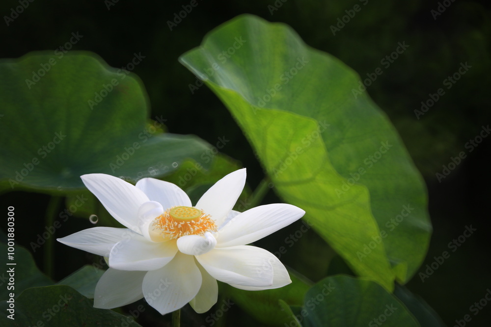 Nelumbo Nucifera, also known as sacred lotus, Indian lotus or simply lotus. Lotus plants are adapted to grow in the flood plains of slow-moving rivers and delta areas.
Nelumbo Nucifera, also known as sacred lotus, Indian lotus or simply lotus. Lotus plants are adapted to grow in the flood plains of slow-moving rivers and delta areas.