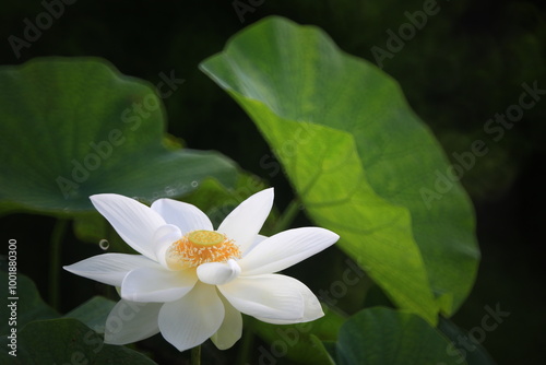 Nelumbo Nucifera, also known as sacred lotus, Indian lotus or simply lotus. Lotus plants are adapted to grow in the flood plains of slow-moving rivers and delta areas. 