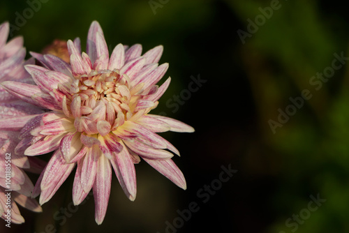 Close-up shot of a bunch of pink chrysanthemums, Chrysanthemum flower pattern in a flower garden Clusters of pink chrysanthemums.